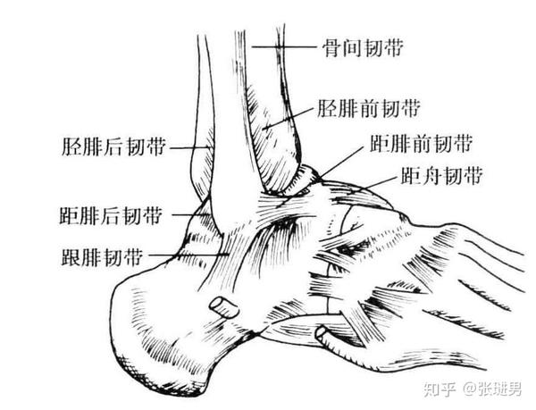 踝关节有4个重要的韧带:三角韧带,距腓前韧带,跟腓韧带和距腓后韧带.