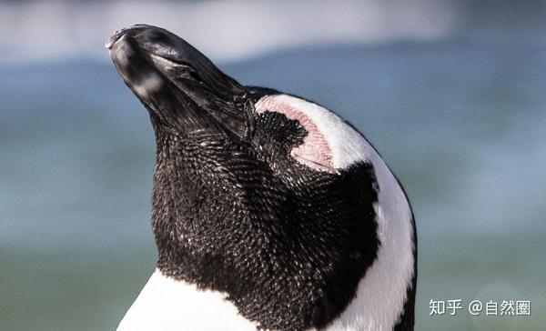 小企鹅/小鳍脚企鹅little penguin   eudyptula minor