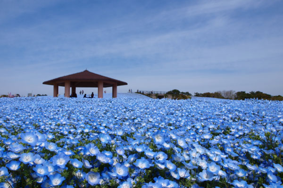 春天除了樱花也不能错过这6个花海