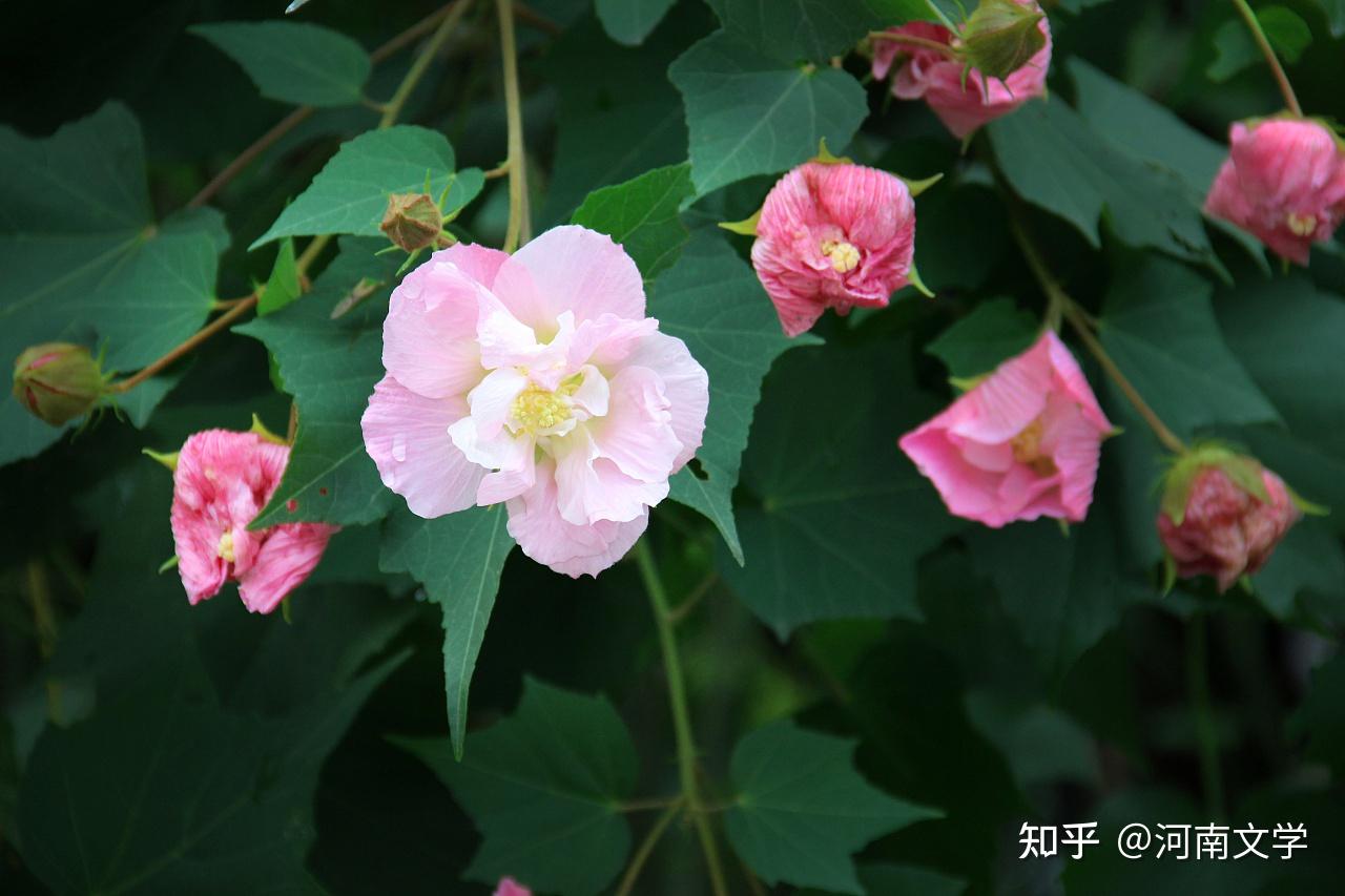 周红:芙蓉独占晚秋风(散文) - 知乎