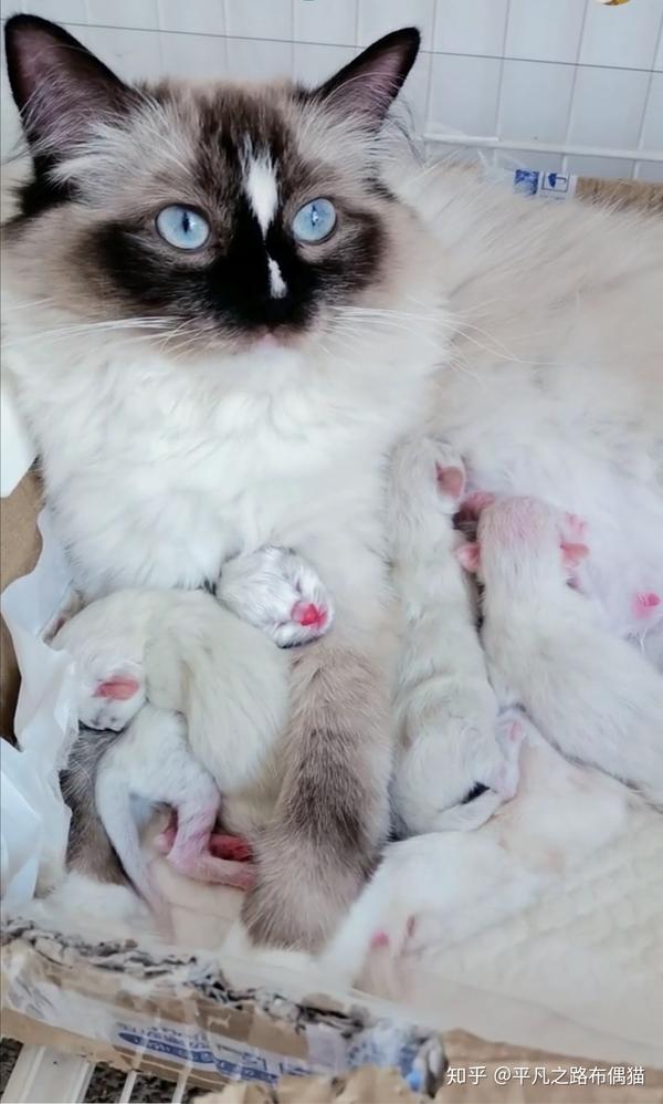 布偶猫繁殖日记
