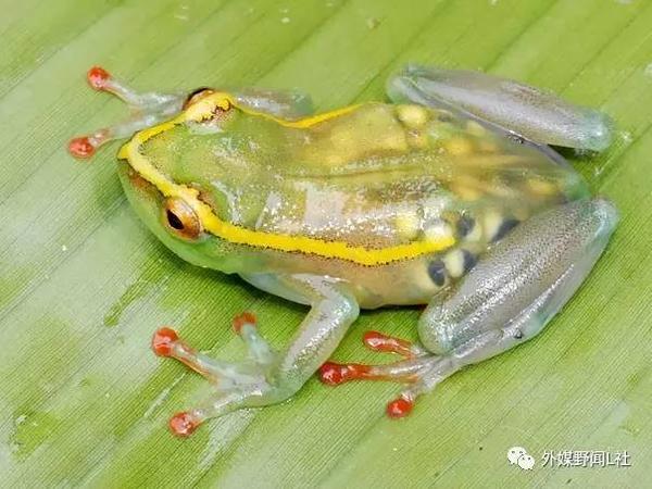 玻璃蛙(glass frog▼