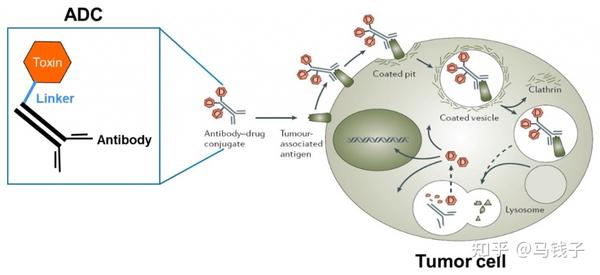 浅析抗体 偶联药物ADC技术 知乎