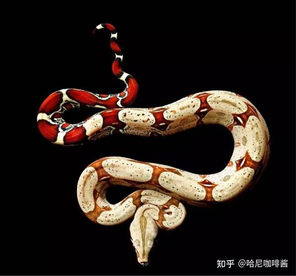 3,奶蛇(milksnake)