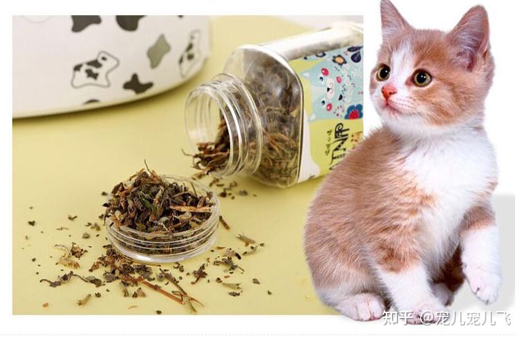 猫薄荷对猫有害吗猫薄荷怎么用top猫薄荷推荐