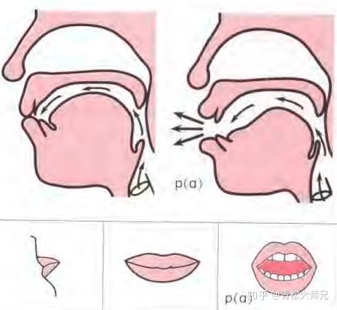 声母b,p,m发音要领及练习方法