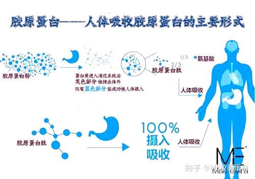 me提示:小分子胶原蛋白肽的功效和作用