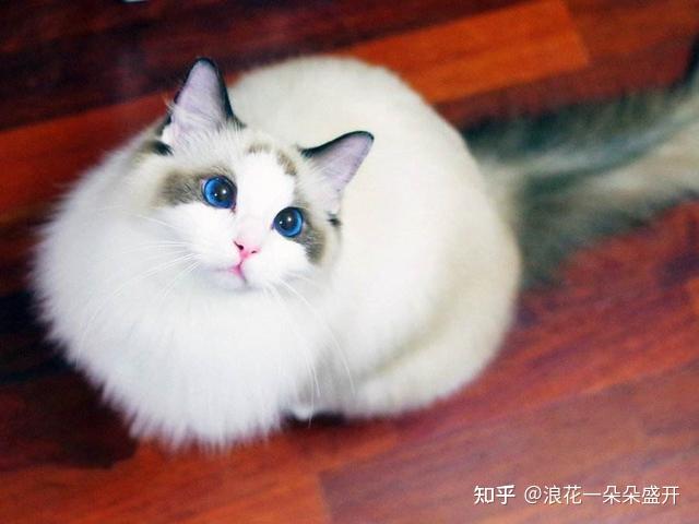 布偶猫图片大全