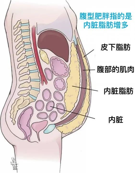 5个方法赶走腰腹赘肉,有效收缩腰围!