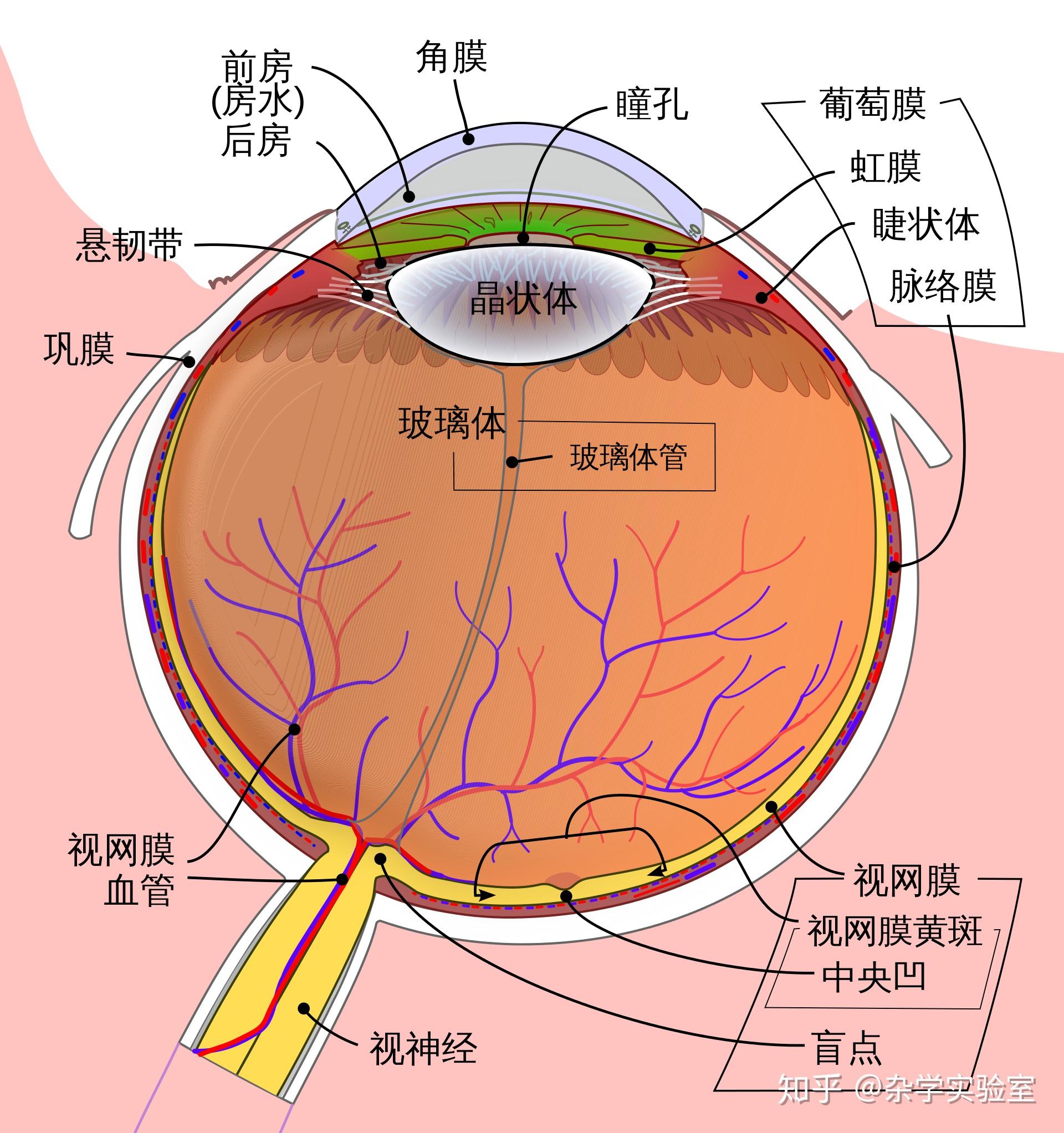 巩膜和角膜