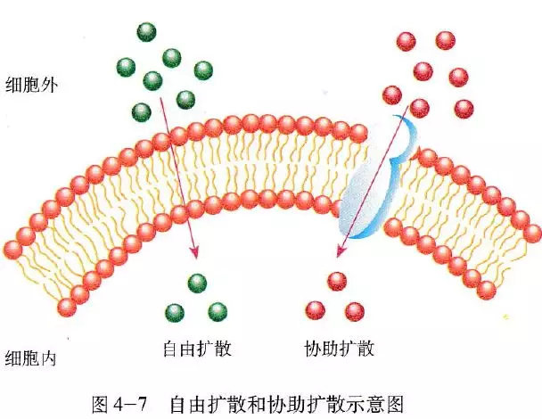 自由扩散和协助扩散统称为被动运输(必修一70-71页)6.