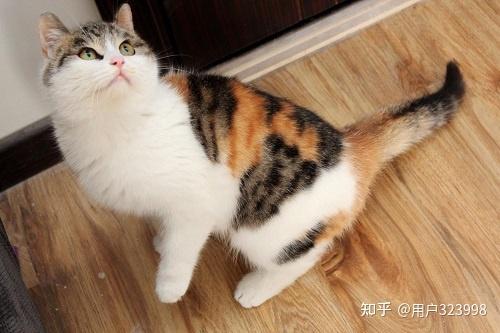 三花猫不靠性格靠颜值取胜的猫咪你知道它有哪些优势吗