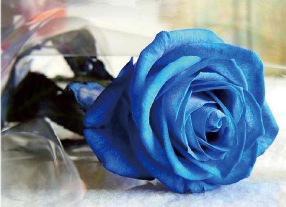 据花卉专家介绍,世界上极少有自然生长的蓝色玫瑰花,市场上出售的