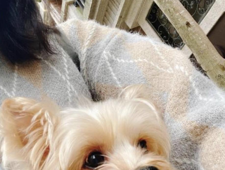 主人带流浪狗来美容还要弃养好心人收养后发现是超美狗狗