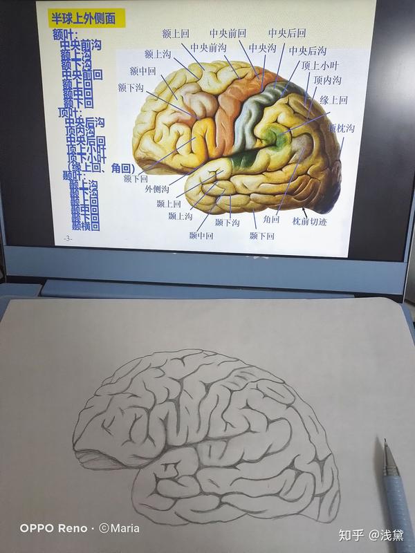 医学生组胚实验手绘图红蓝铅笔(已出成绩,满分~)