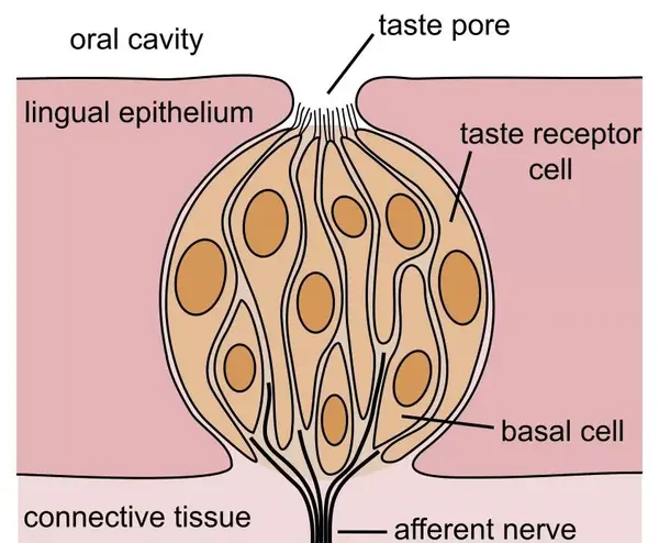 味蕾,那些浅土黄色的标注地区为味觉受体细胞