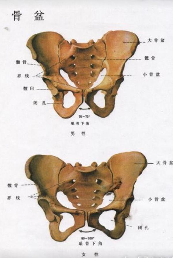 界线由骶骨岬,弓状线,耻骨梳,耻骨联合上缘连结而成.