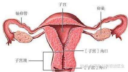 子宫内膜太薄或者太厚真的没法怀孕吗