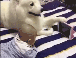 跟着节奏动起来呐 不得不感叹, 这些成精的狗子