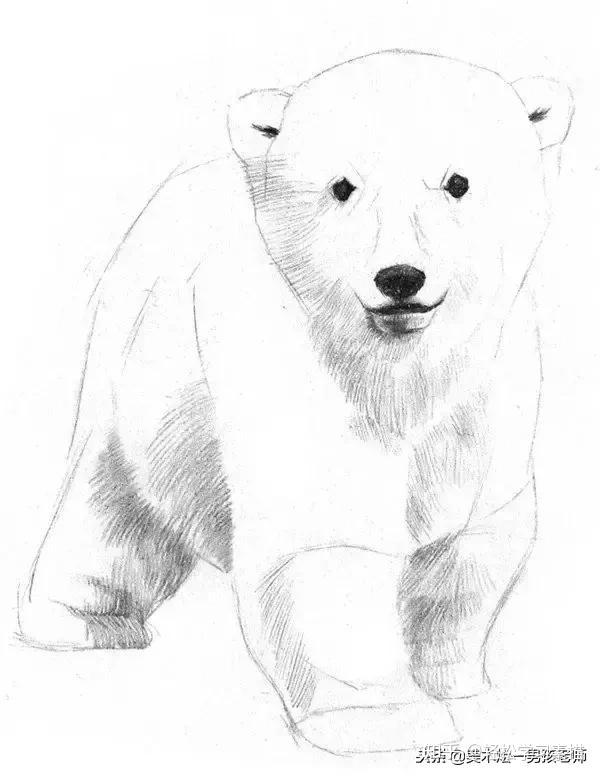 素描丨只需要八个步骤,零基础也能画好一只北极熊