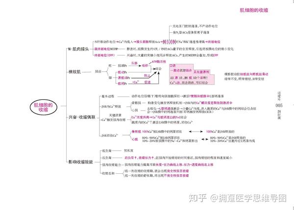 思维导图串讲笔记知识点总结细胞的基本功能物质的转运生物电信号转导