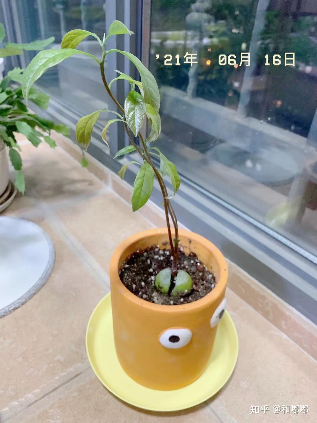 绿植丨牛油果懒人种植分享