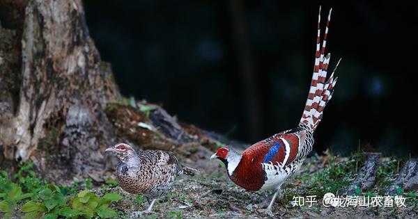 大型鸡类,体长81厘米,体型大小和雉鸡相似.