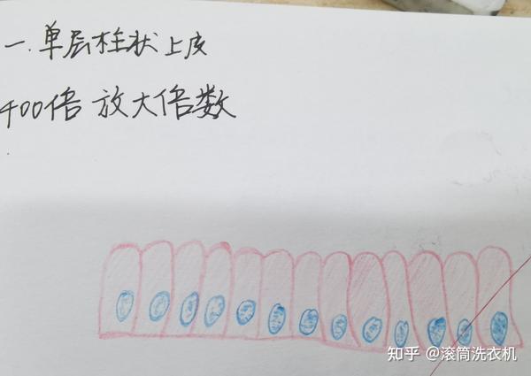 单层柱状上皮