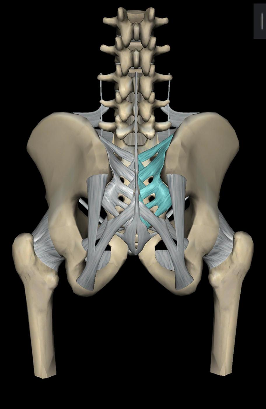骶髂关节错位引起腰腿痛的生物力学研究