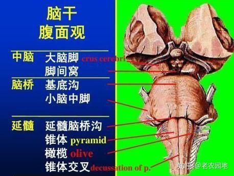 声波刺激螺旋器周围突耳蜗神经节中枢突蜗神经前后核斜方体(大部交叉