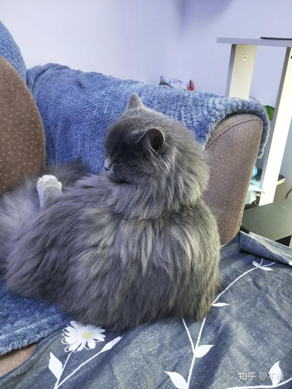 请问我家这种猫是什么品种,蓝猫长毛的?