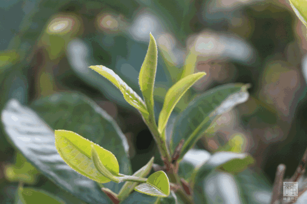 的季节,对于爱茶的人来说,春茶更是大家心尖的惦念,舌尖喉头的回味!