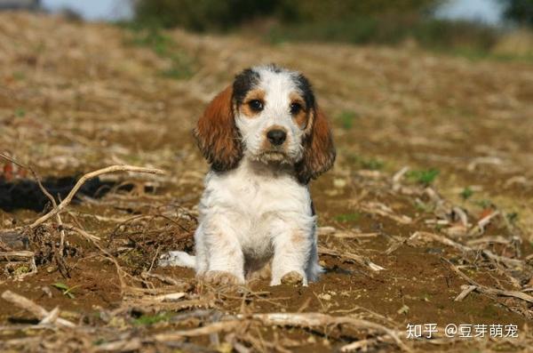 大蓝加斯科涅猎犬