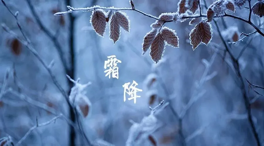 今日霜降丨岁月渐落霜华人间安然无恙