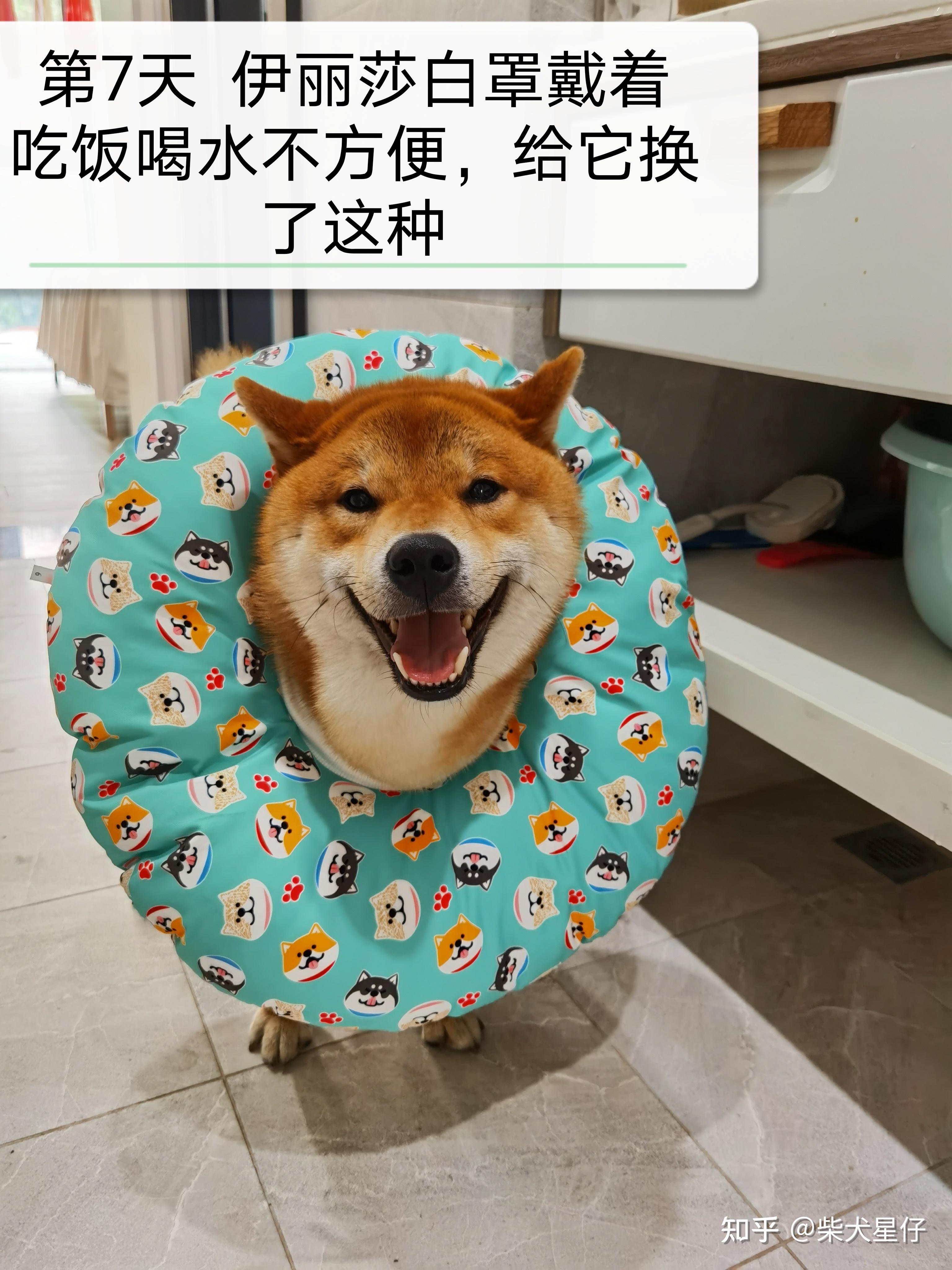 柴犬皮肤病