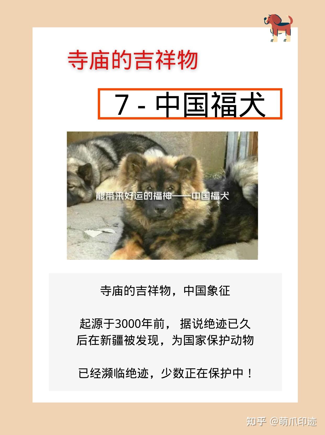 7.中国福犬