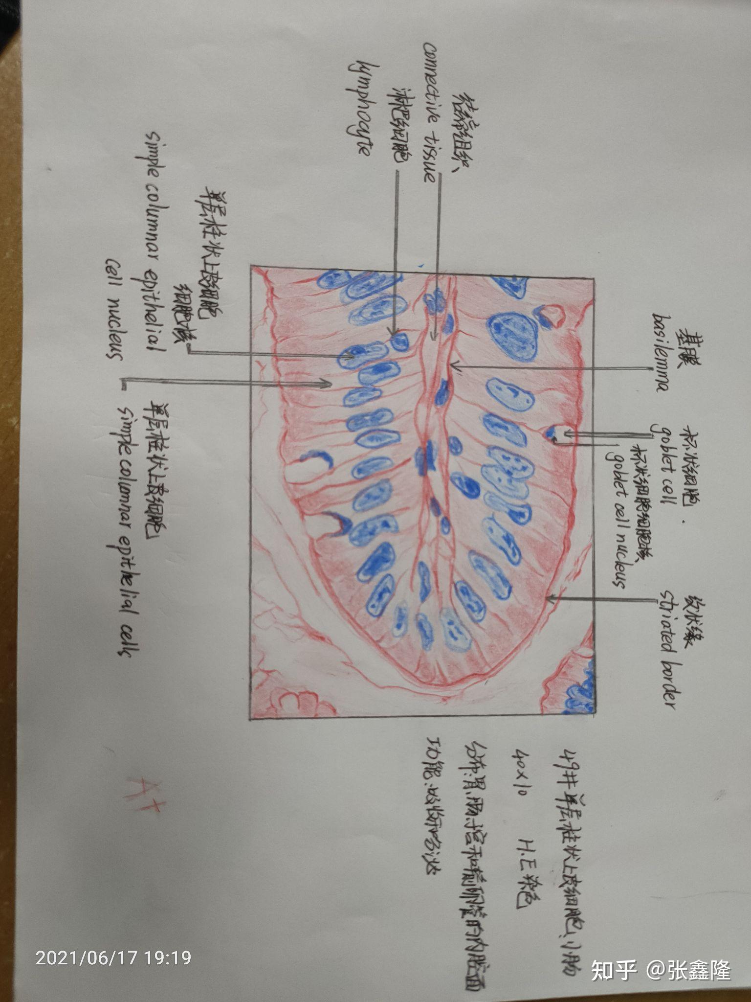 组胚红蓝铅笔绘图31