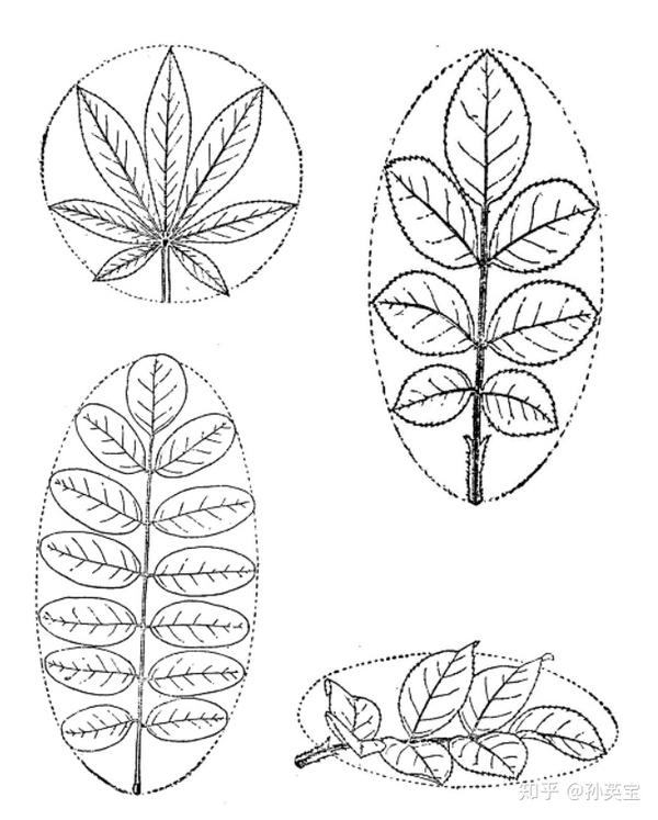 植物科学绘画之叶的科学绘画方法