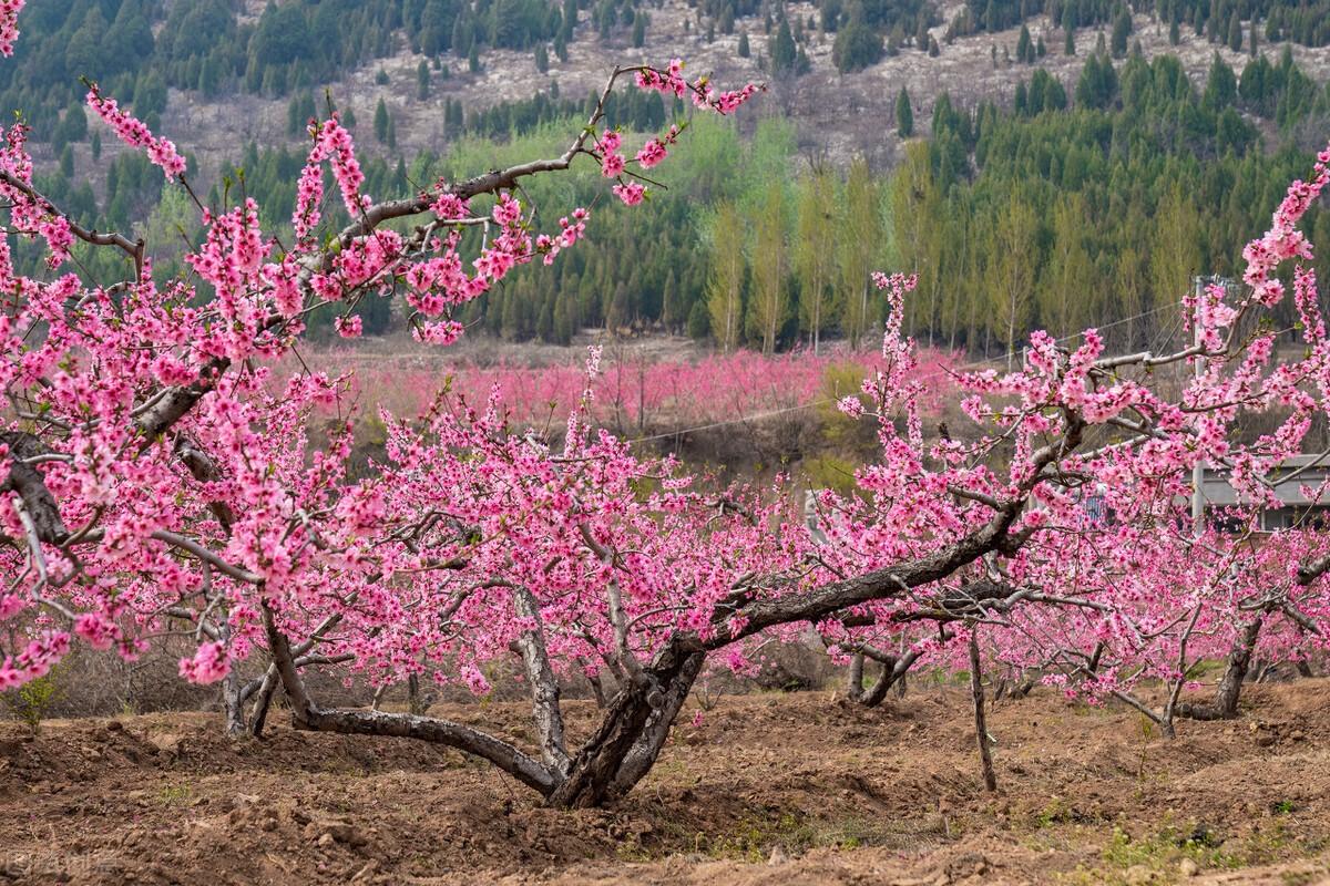 桃花红了李花开了