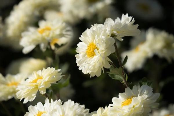 植库清明节用菊花追悼新冠疫情中逝世的英雄和同胞