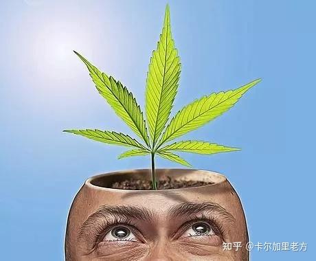 全攻略之加拿大大麻合法化不完全攻略