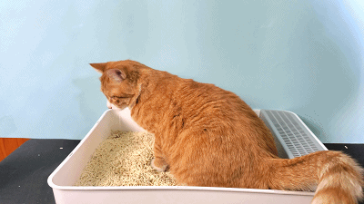 劣质猫砂对猫的危害比毒猫粮还大