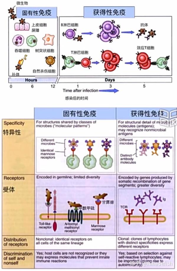 抗原:(病毒或细菌就是抗原群中典型的代表)能够被获得性免疫系统识别