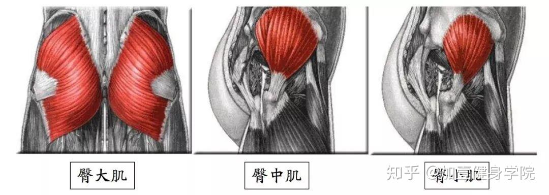 maximus)臀部最大的肌肉,具有外展,伸展和外旋髋关节(髋部)的作用