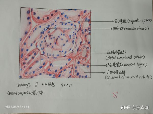 组胚红蓝铅笔绘图31