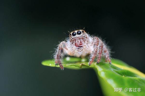 蜘蛛竟然不是昆虫网友你见过会捕食鸟类的昆虫