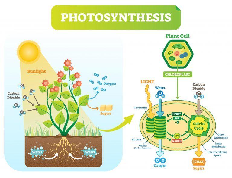 每日一词:光合作用 (photosynthesis)