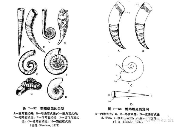 直角石形壳(orthoceracone) 弓角石形壳(cyrtoceracone) 环角石形壳