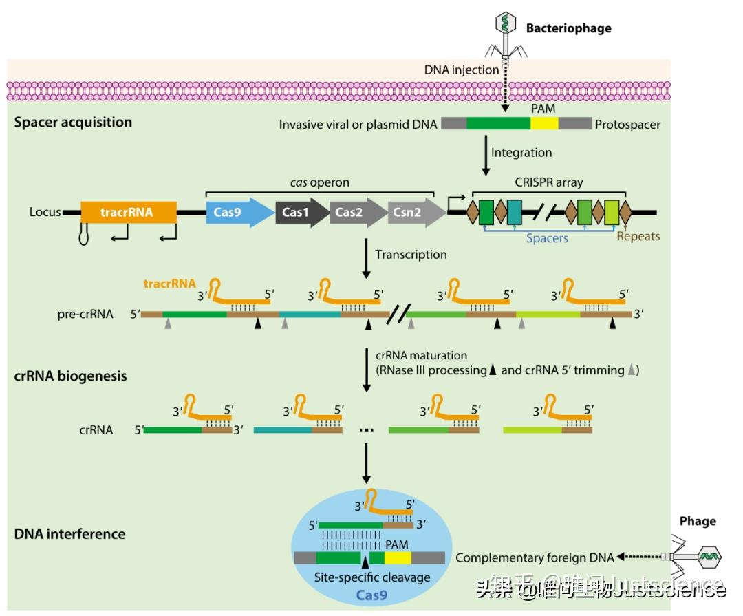 crisprcas9入门知识学习笔记