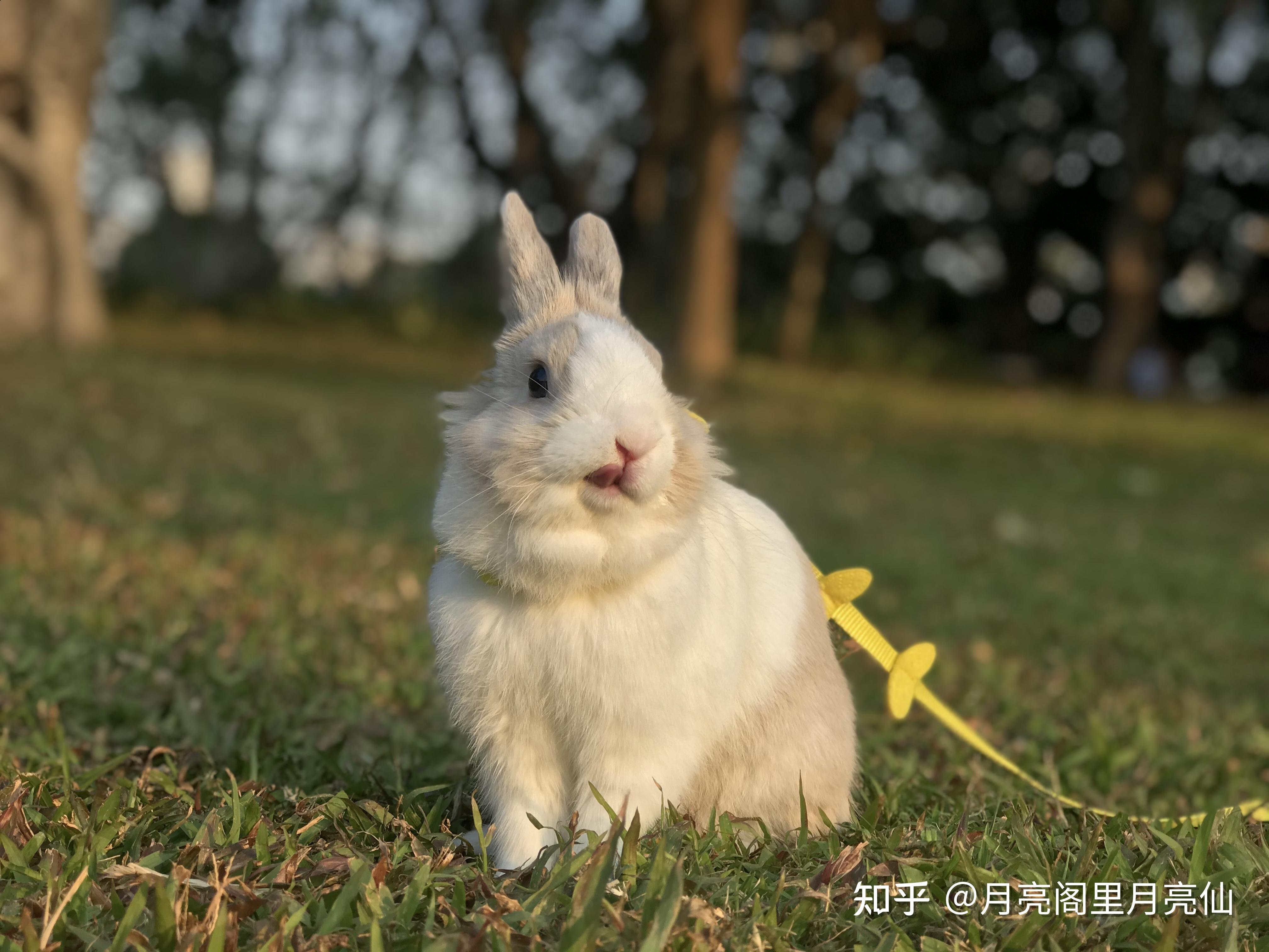 如果人类能和兔子交流,你会对你养的小兔子说什么?